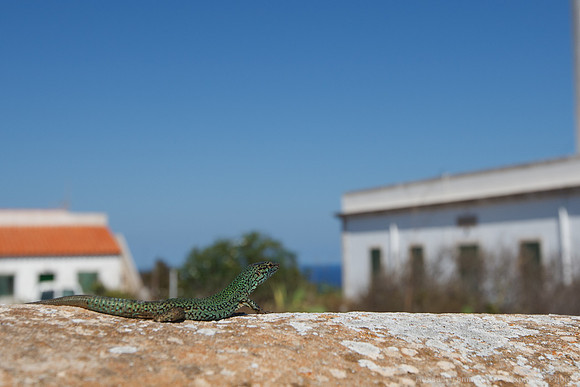 Formentera - Far De La Mola