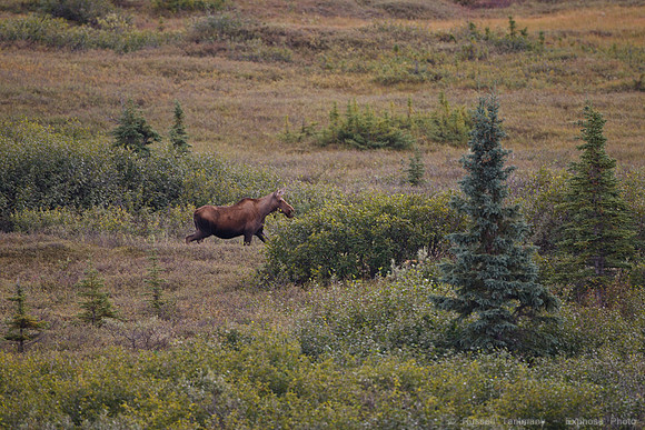 Denali NP