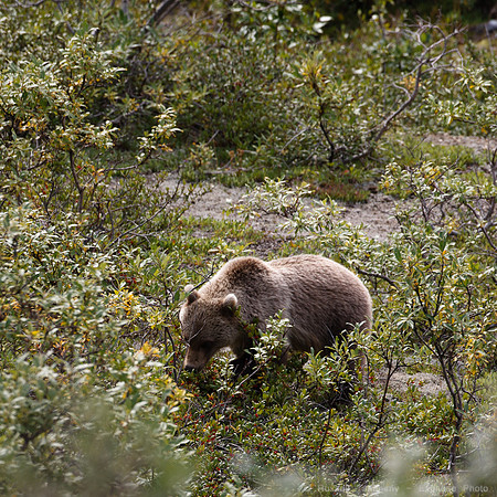 Denali NP