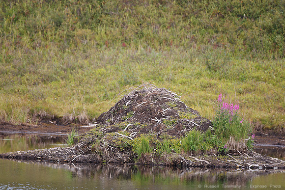 Denali NP