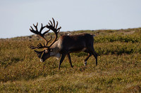 Denali NP
