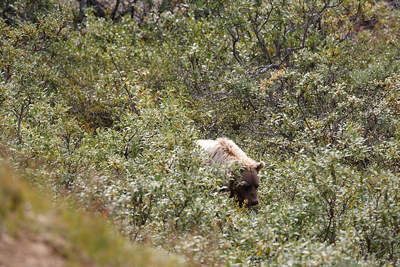 Denali NP