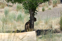 Reno Animal Ark