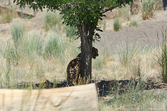 Reno Animal Ark