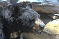 Reno Animal Ark