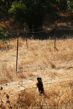 CA-29