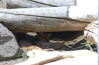 Reno Animal Ark