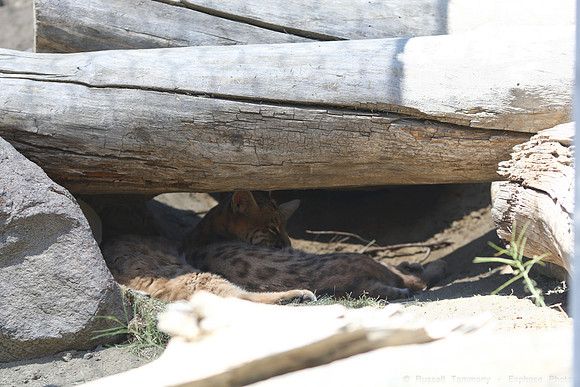Reno Animal Ark