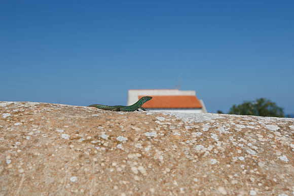 Formentera - Far De La Mola