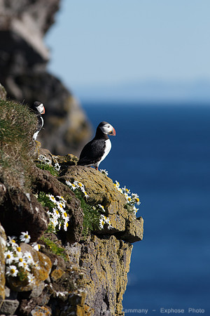 Puffins and more at Látrabjarg Cliffs