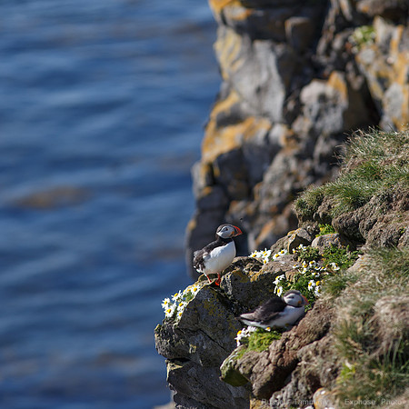 Puffins and more at Látrabjarg Cliffs