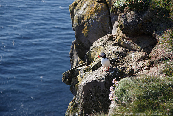Puffins and more at Látrabjarg Cliffs