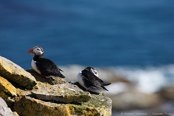 Puffins and more at Látrabjarg Cliffs