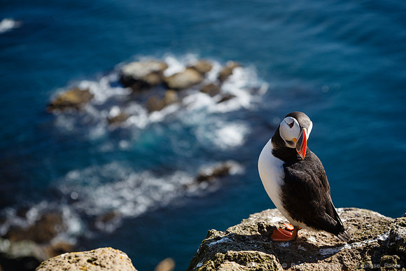 Puffins and more at Látrabjarg Cliffs