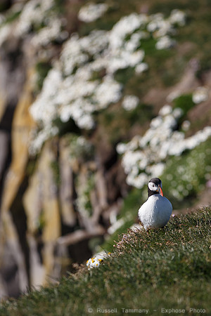 Puffins and more at Látrabjarg Cliffs
