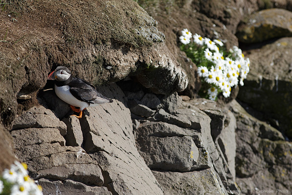 Puffins and more at Látrabjarg Cliffs