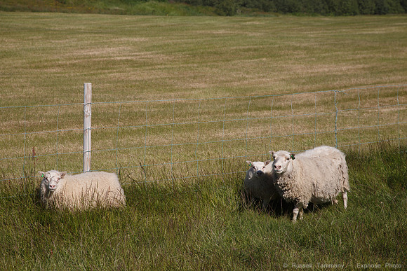 Sheep Near Hrafnseyri