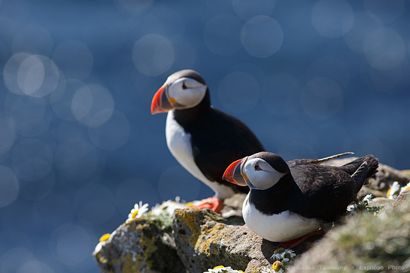 Puffins and more at Látrabjarg Cliffs