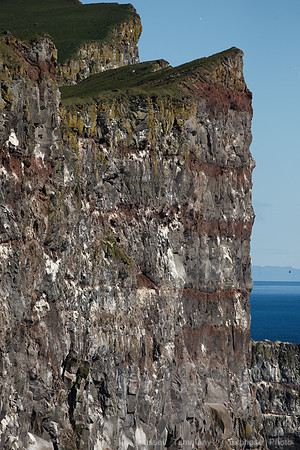 Puffins and more at Látrabjarg Cliffs