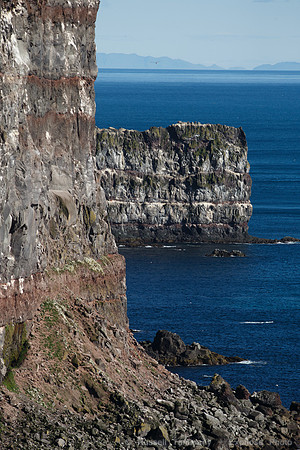 Puffins and more at Látrabjarg Cliffs