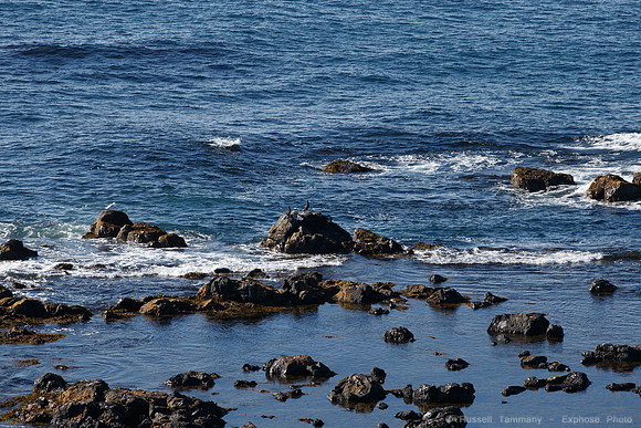 Puffins and more at Látrabjarg Cliffs
