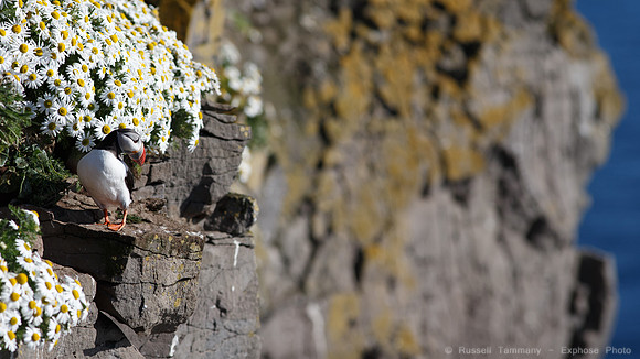 Puffins and more at Látrabjarg Cliffs