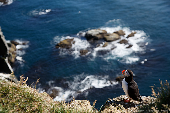 Puffins and more at Látrabjarg Cliffs