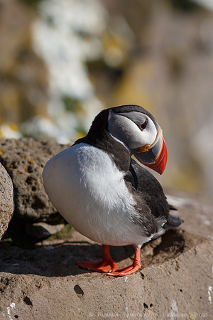 Puffins and more at Látrabjarg Cliffs