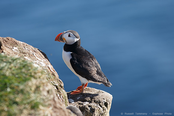 Puffins and more at Látrabjarg Cliffs