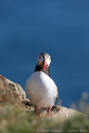 Puffins and more at Látrabjarg Cliffs