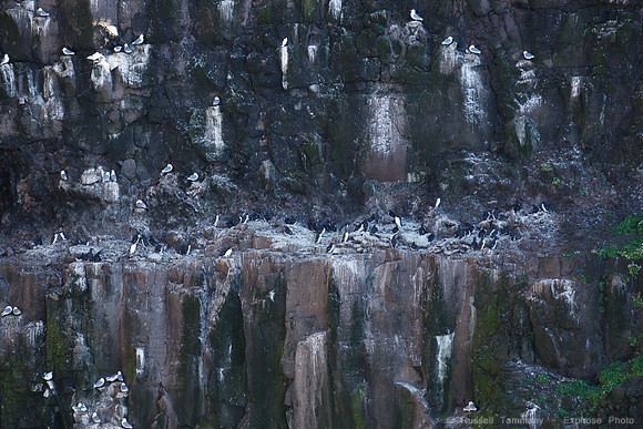 Puffins and more at Látrabjarg Cliffs
