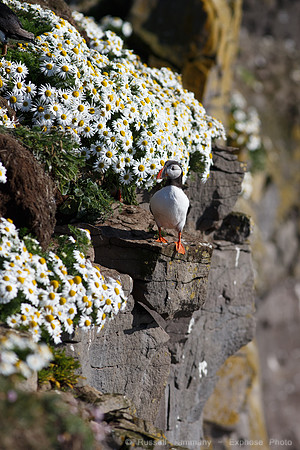 Puffins and more at Látrabjarg Cliffs