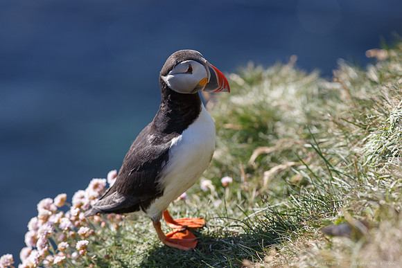 Puffins and more at Látrabjarg Cliffs