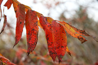 1DX_9526