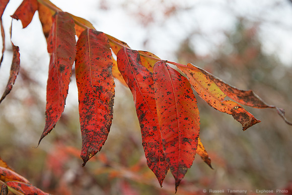 1DX_9526