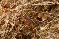 1D3_7303