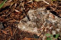 1D3_7328