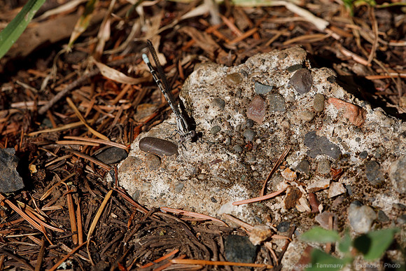 1D3_7328