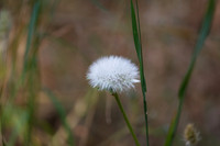 1D3_7294