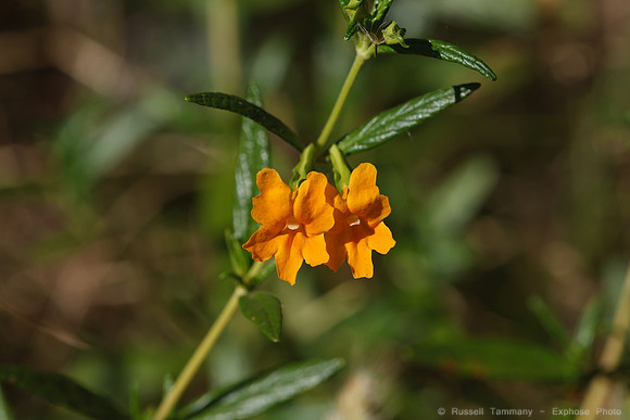 1D3_7487
