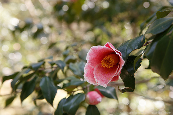 1DX_6781