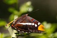1D3_7381