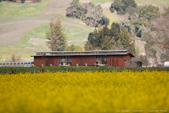 Alexander Valley