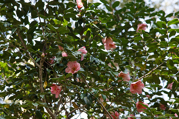 1DX_6780