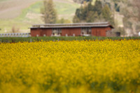 Alexander Valley