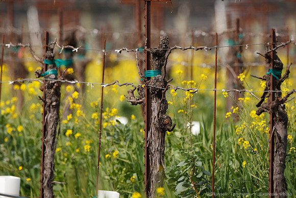 Alexander Valley