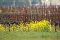 Alexander Valley