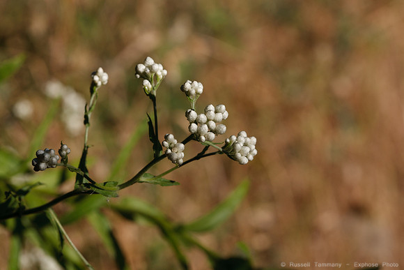 1D3_7645