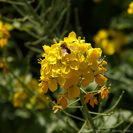 1DX_6836