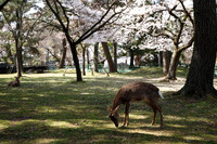 Nara